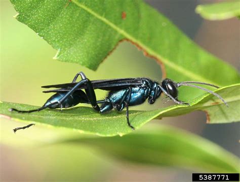 metallic blue mud dauber in house|The Blue Mud Wasp ( Chalybion californium ) .